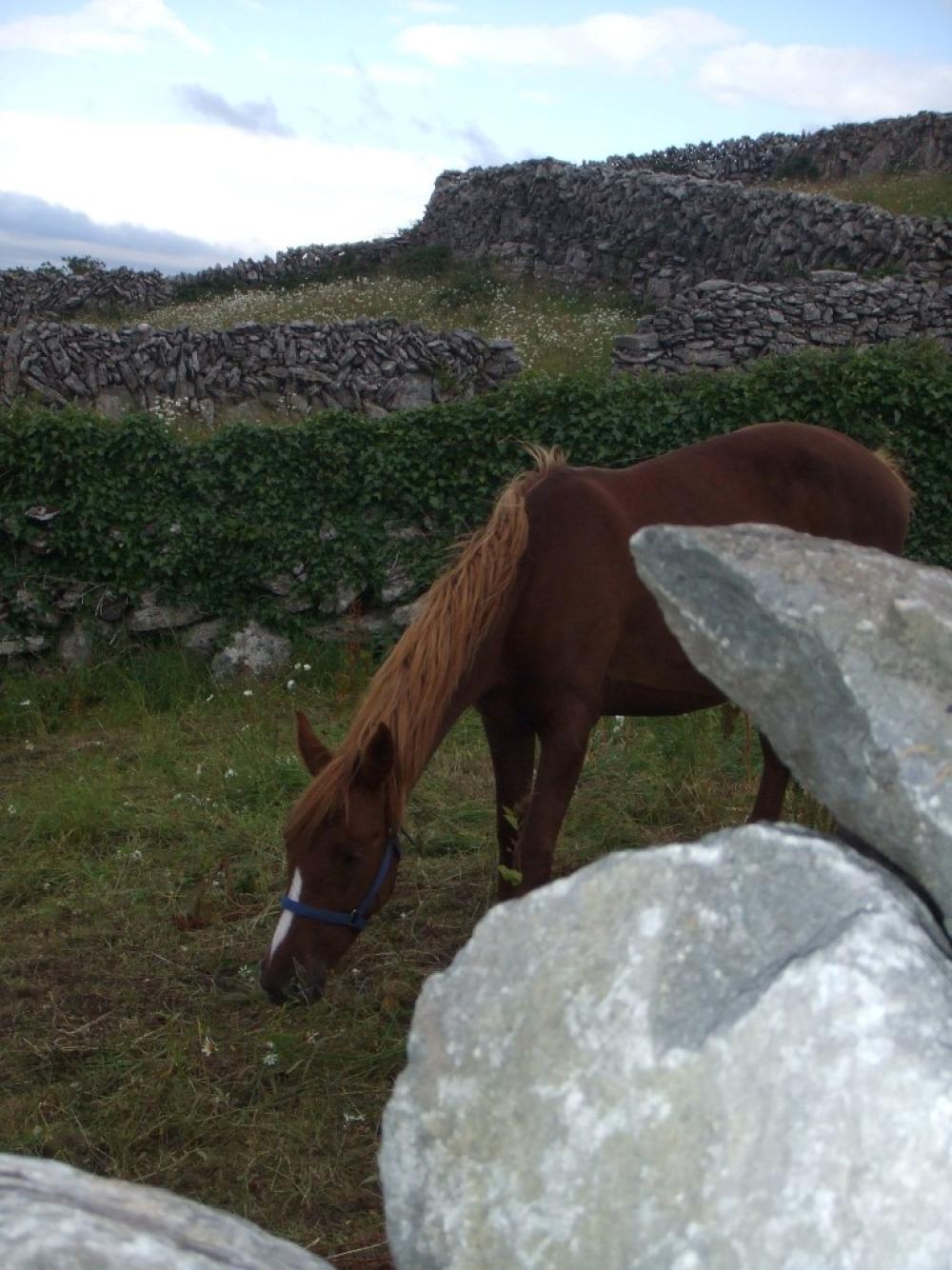 060_craic_2008