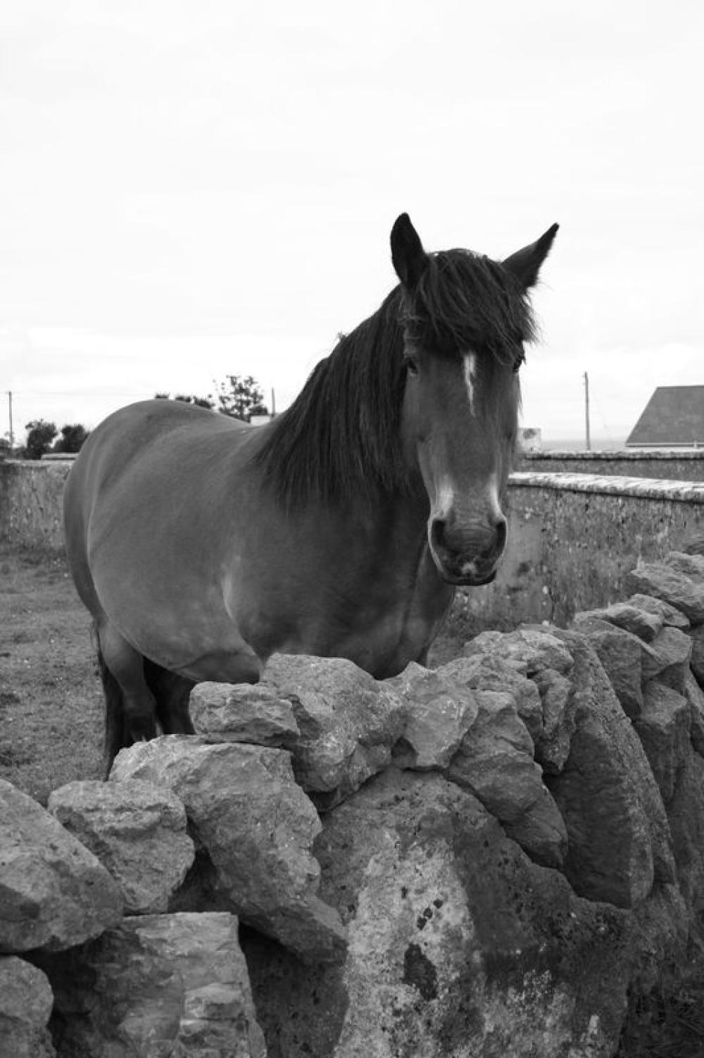 009_craic_2007