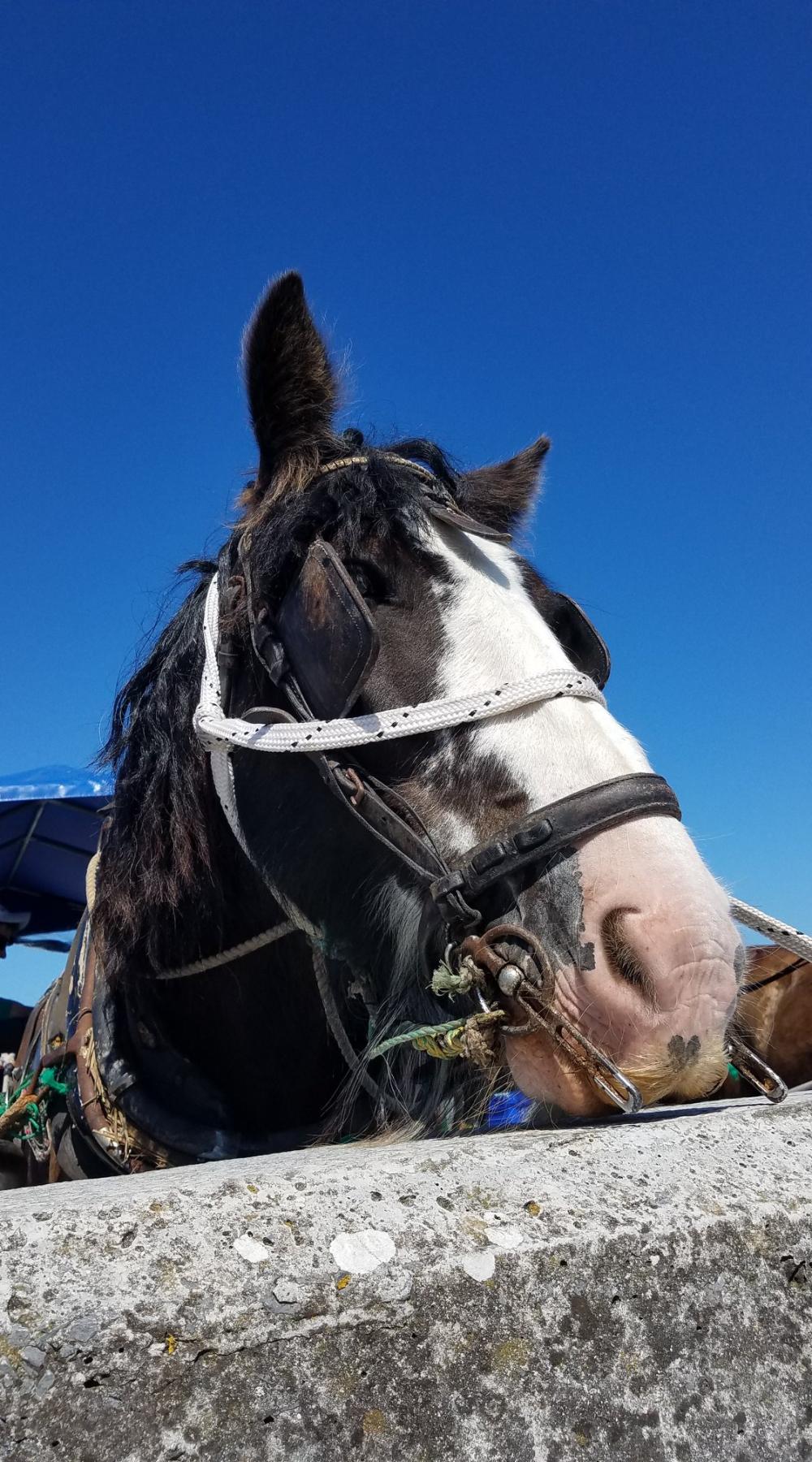 054_craic_2019