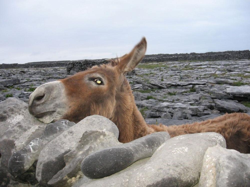 014_craic_2008