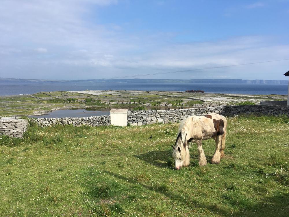 064_craic_2019