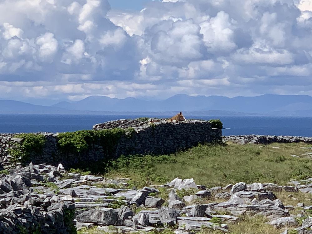 006_craic_2019