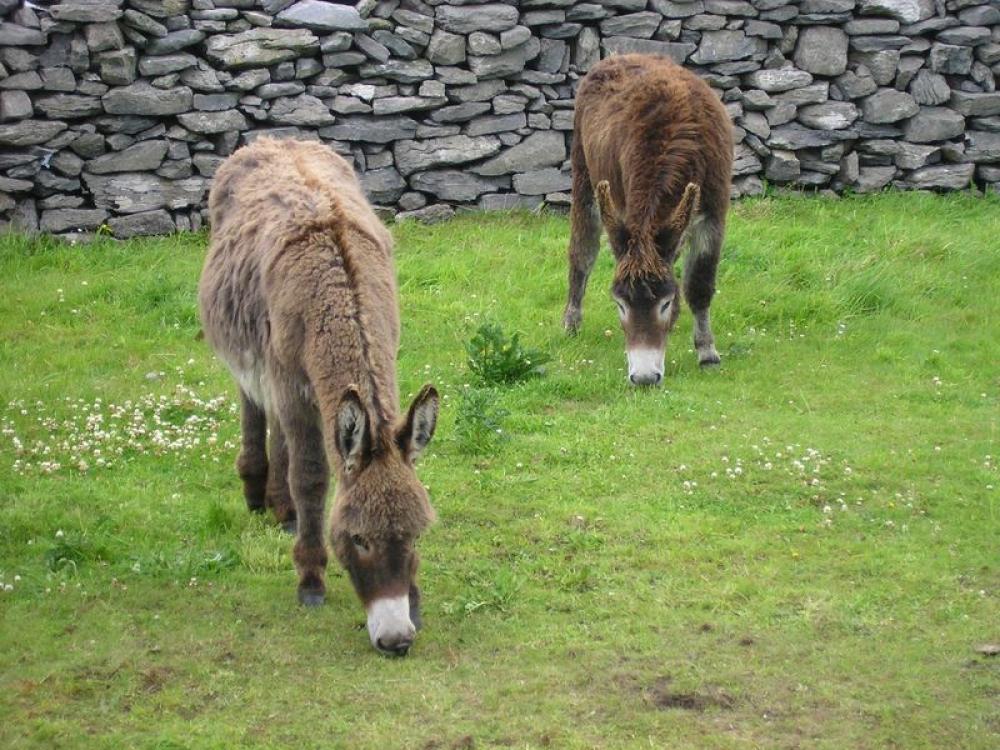 038_craic_2007