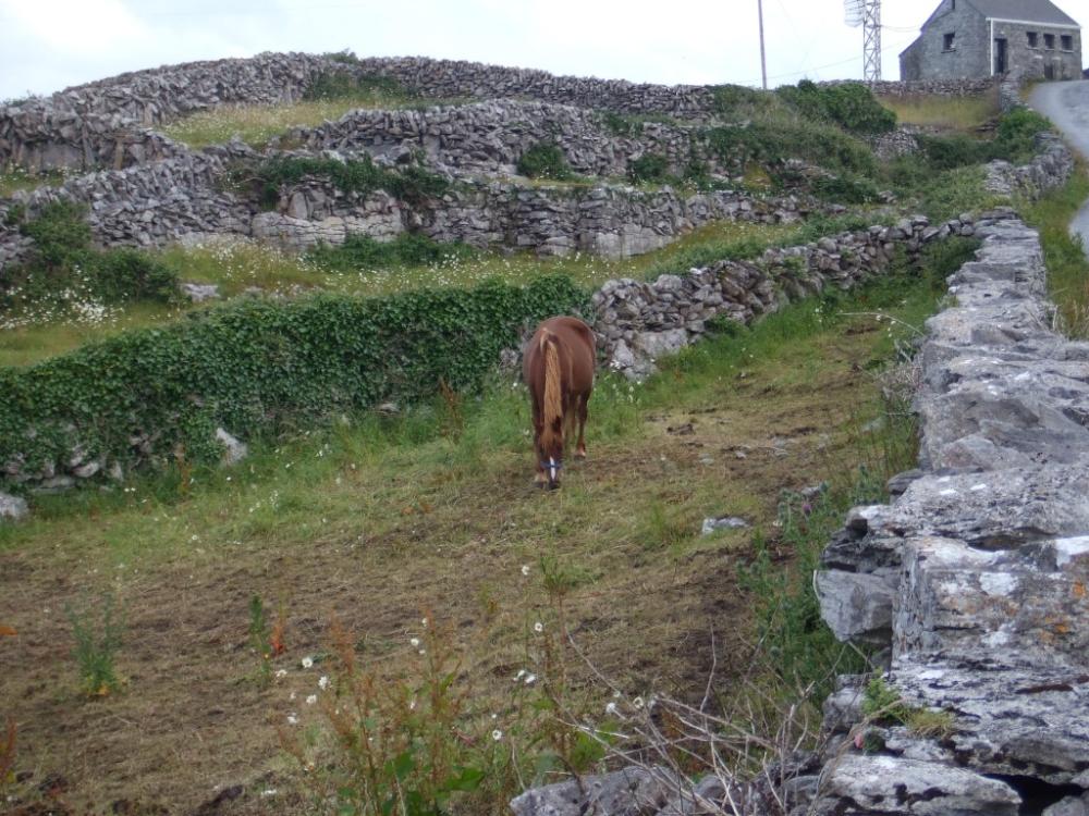 059_craic_2008
